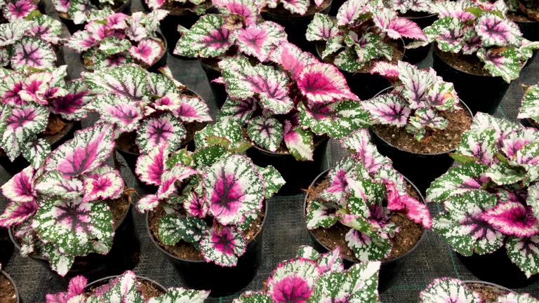 Pink Begonia Rex Flower Seeds - Heirloom Non GMO High Germination Garden Seeds for Planting