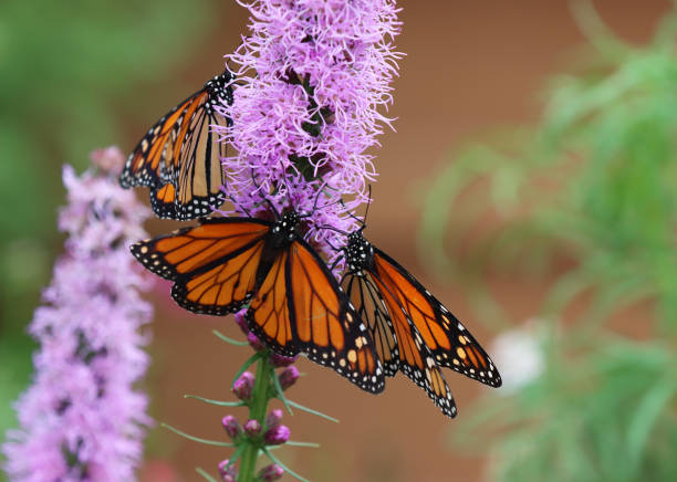 Liatris Flower Seeds Rare Blooming Plants for Balcony and Outdoor Gardens for Colorful Landscape - Heirloom, Non GMO,