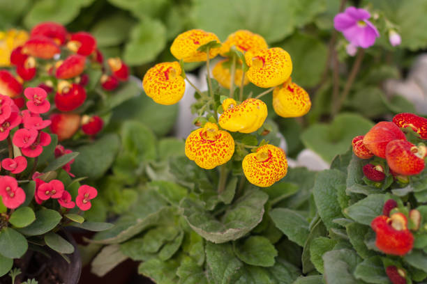 Calibrachoa Flower Seeds - Heirloom Non GMO Premium Garden Seeds for Planting