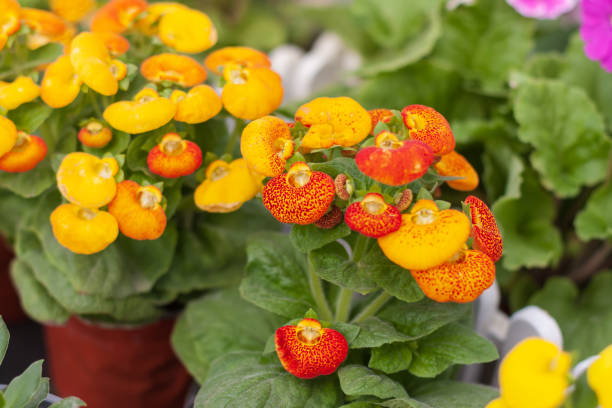 Calceolaria Herbeohybrida Flower Seeds