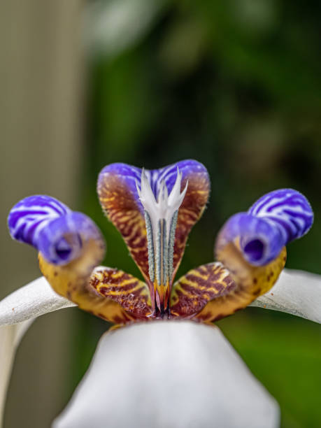 Neomarica Flower Seeds – Premium Floral Seeds for Decorative Home Landscaping