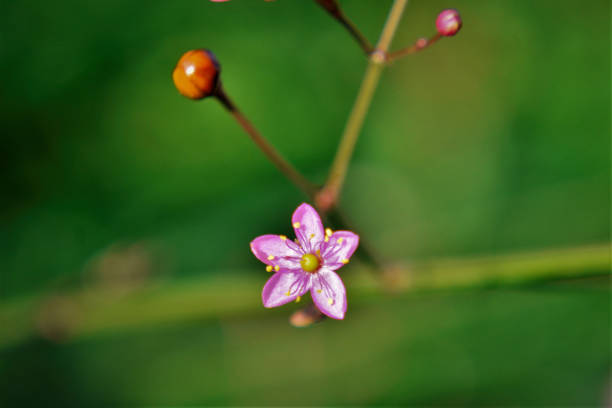 Diphylleia Flower Seeds