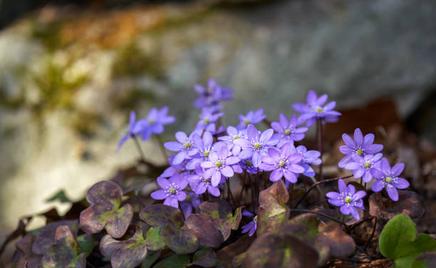 Light Voilet Hepatica Flower Seeds Premium Floral Seeds for Decorative Home Landscaping - Heirloom, Non GMO, High