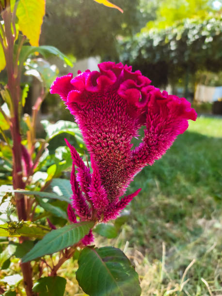 Red Cockscomb Flower Seeds - Heirloom Non GMO Flower Seeds, Premium High Germination Seeds for Home Garden Planting