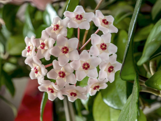 White Hoya Carnosa Flower Seeds