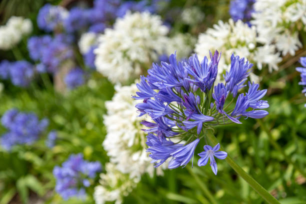 Agapanthus for Pots and Backyard Spaces & Colorful Landscape Flower Seeds - Heirloom Non GMO High Germination Garden Pl