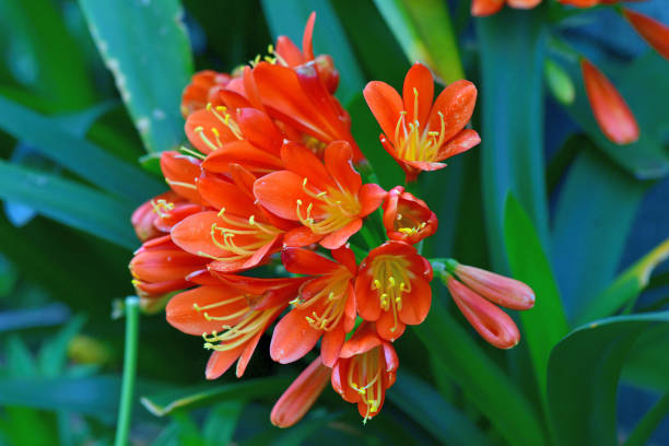 Perennial Clivia Flower Seeds – Exotic Flowering Plants for Colorful Garden