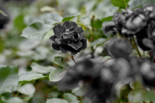 Black Bonsai Rose Flower Seeds