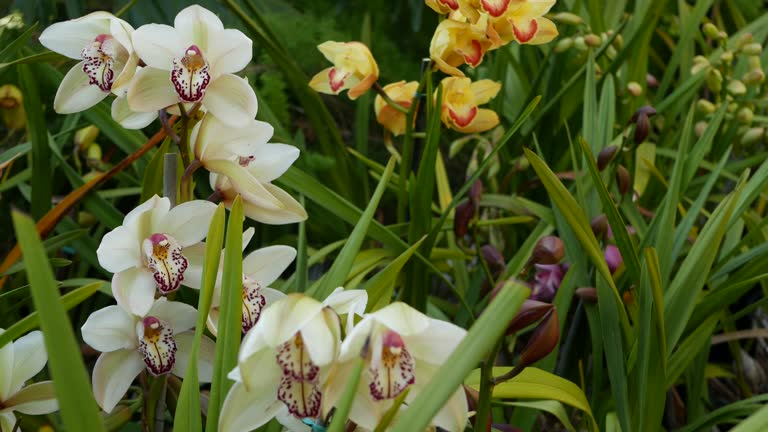 Cymbidium Orchid Flower Seeds Mixed – Easy Grow Blossoms for Pots and Backyard Spaces for Colorful