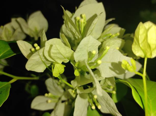 Green Bougainvillea Flower Seeds