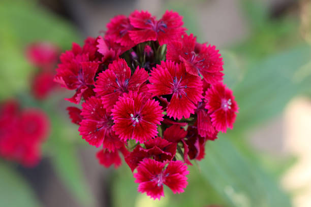 Dianthus Barbatus Flower Seeds