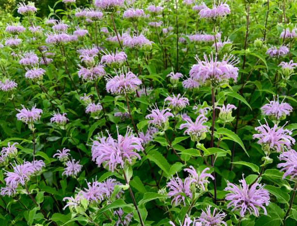 Purple Monarda fistulosa Flower Seeds – Rare Blooming Plants - Heirloom Non GMO High Germination Organic Garden Seeds