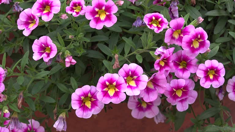 Calibrocha Flower Seeds