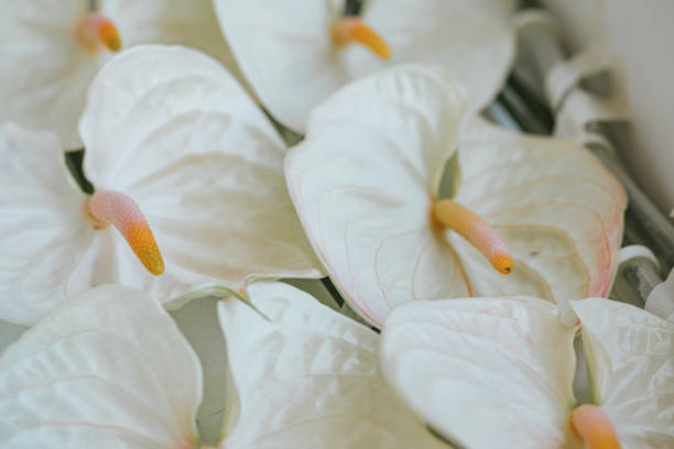 Anthurium Flower Seeds Mixed - Heirloom Non GMO Premium Garden Seeds for Planting