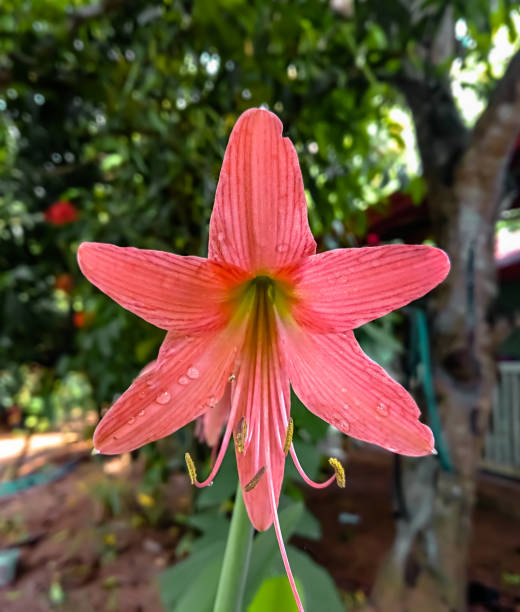 Pink Giant Amaryllis Flower Seeds