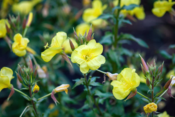 Yellow Candelabra Primrose Flower Seeds