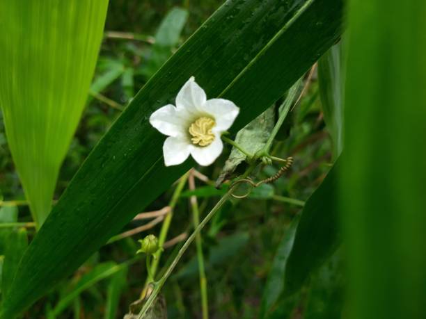 Codonopsis Flower