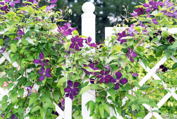 Purple Clematis Flower Seeds
