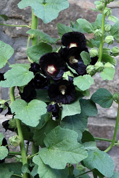 Black Dark Hollyhock Flower Seeds - Heirloom Non GMO High Germination Premium Garden Seeds for Planting
