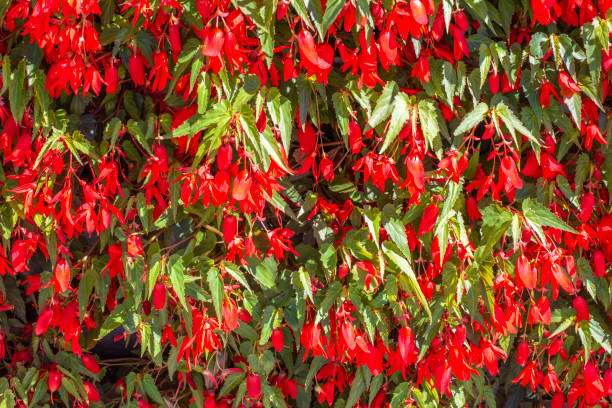 Red Boliviensis Flower Flower Seeds - Heirloom Non GMO High Germination Organic Garden Planting Seeds