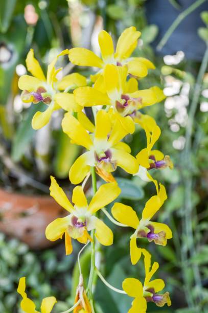 Yellow Giant Monkey Face Orchid Flower Seeds – Premium Floral Seeds