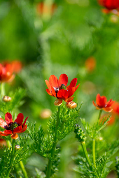 Adonis Flower Seeds