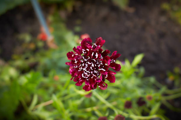 Chocolate Scabiosa Atropurpurea Flower Seeds