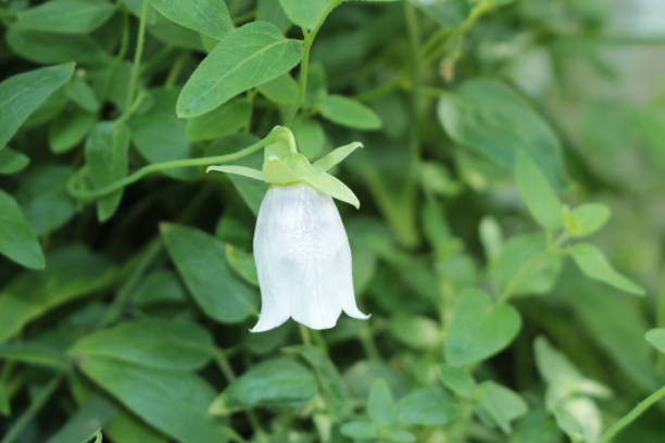 Codonopsis Pilosula Flower Seeds