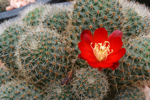Red Cactus Flower Seeds