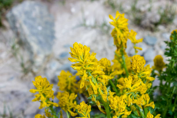 Corydalis Flower Seeds