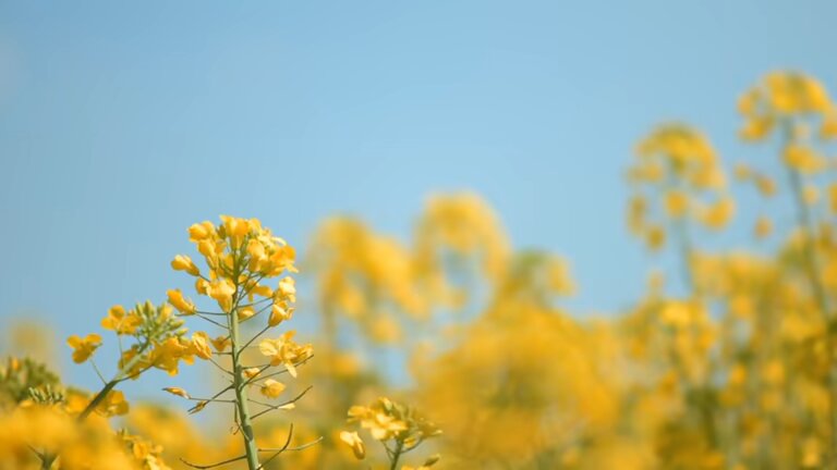 Canola Flower Seeds - Heirloom Non GMO High Germination Garden Planting Seeds