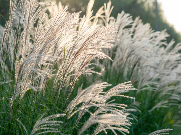 Miscanthus Flower Seeds Exotic Flowering Plants for Vibrant Garden Beauty for Colorful Landscape - Heirloom, Non GMO,