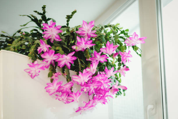 Schlumbergera Flower Seeds
