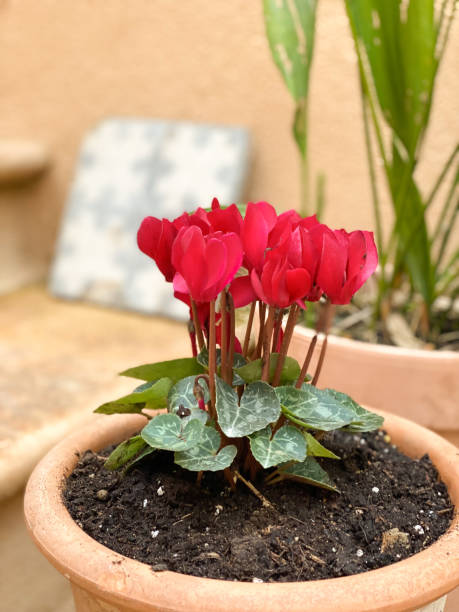 Red Cyclamen Flower Seeds