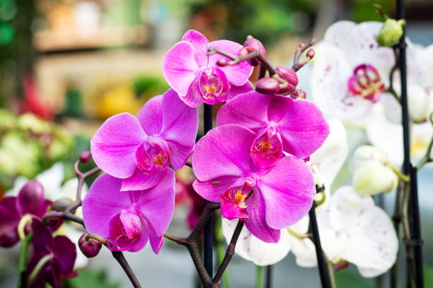 Dendrobium Orchid Flower Seeds - Heirloom Non GMO High Germination Premium Garden Seeds for Planting