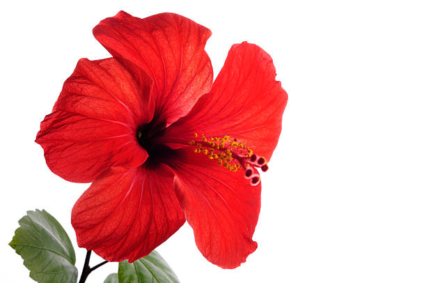 Red Hibiscus Flower Seeds