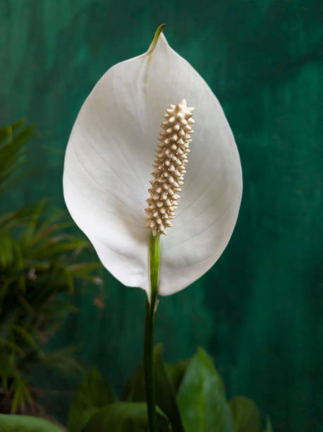 White Anthurium Flower Seeds