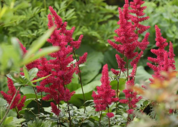 Red Astilbe Flower Seeds