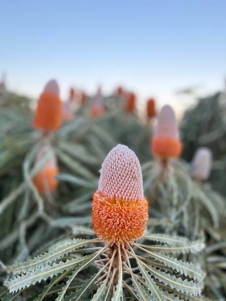 Banksia Flower Seeds