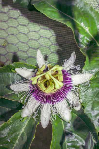 Purple White Passiflora Flower Seeds - Heirloom Non GMO High Germination Flower Seeds for Home Garden Planting