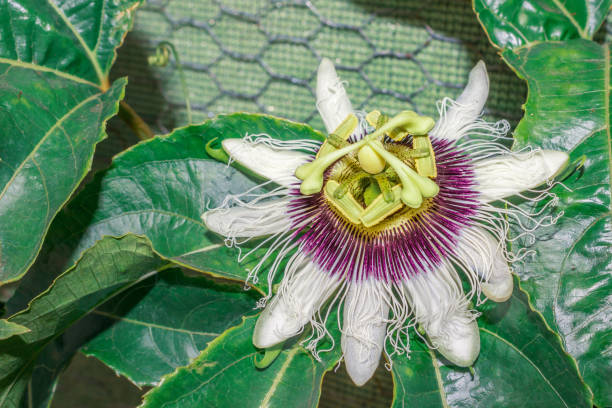 Purple White Passiflora Flower Seeds - Heirloom Non GMO High Germination Flower Seeds for Home Garden Planting