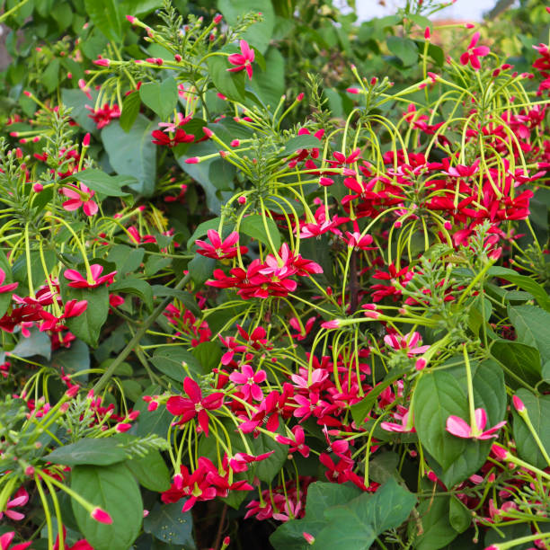 Combretum Indicum Flower Seeds
