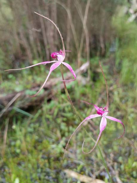 Pink Egret Orchid Flower Seeds