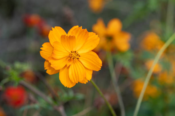 Orange Cosmos Flower Seeds | Heirloom, Non-GMO, High Germination Seeds