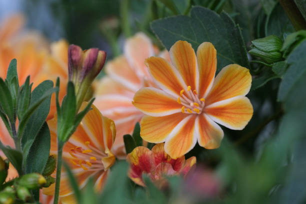 Orange Lewisia Cotyledon Flower Seeds - Heirloom, Non GMO, High Germination, Organic Garden Seeds