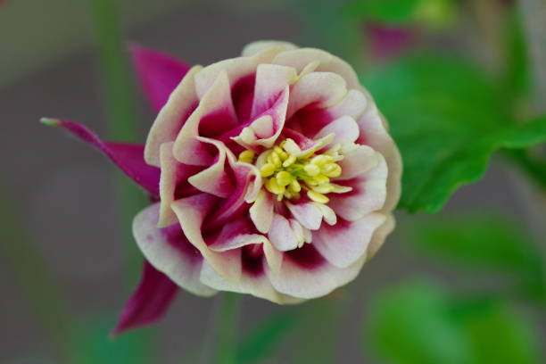 Aquifolium Flower Seeds - Heirloom Non GMO Premium Garden Seeds for Planting