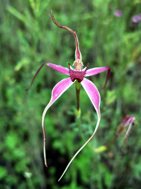 Pink Egret Orchid – Heirloom, Non-GMO, High Germination Flower Seeds - Heirloom Non GMO High Germination Garden Seeds