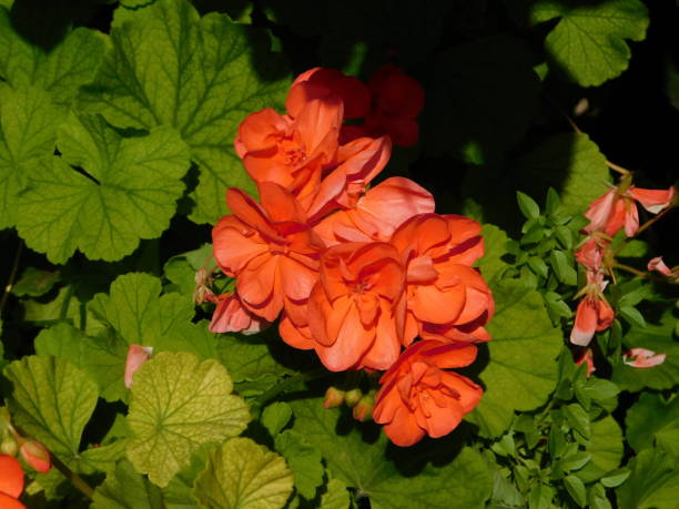 Orange Geranium Flower Seeds – Heirloom, Non-GMO, High Germination Seeds
