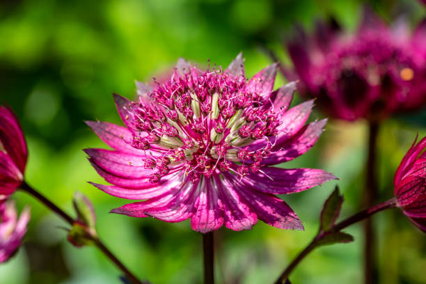 Pink Astrantia Flower Seeds - Heirloom Non GMO High Germination Garden Seeds for Planting