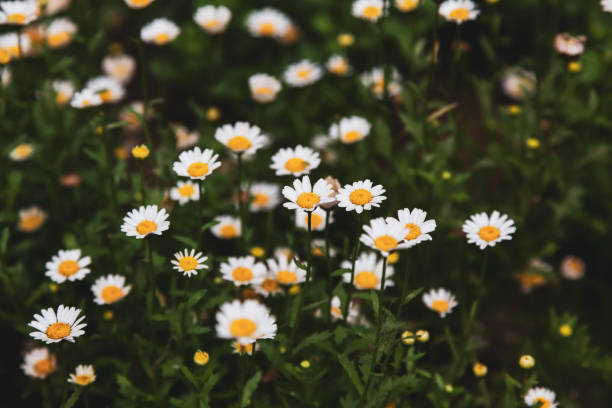 White Coreopsis Flower – Heirloom, Non GMO, High Germination Seeds - Heirloom Non GMO High Germination Organic Garden